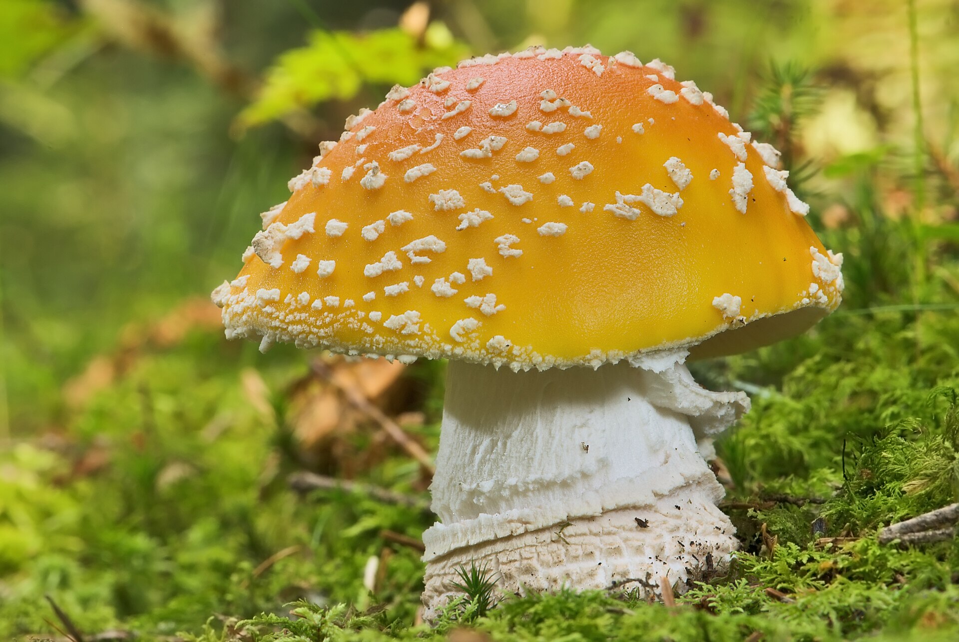 Fungo Amanita muscaria