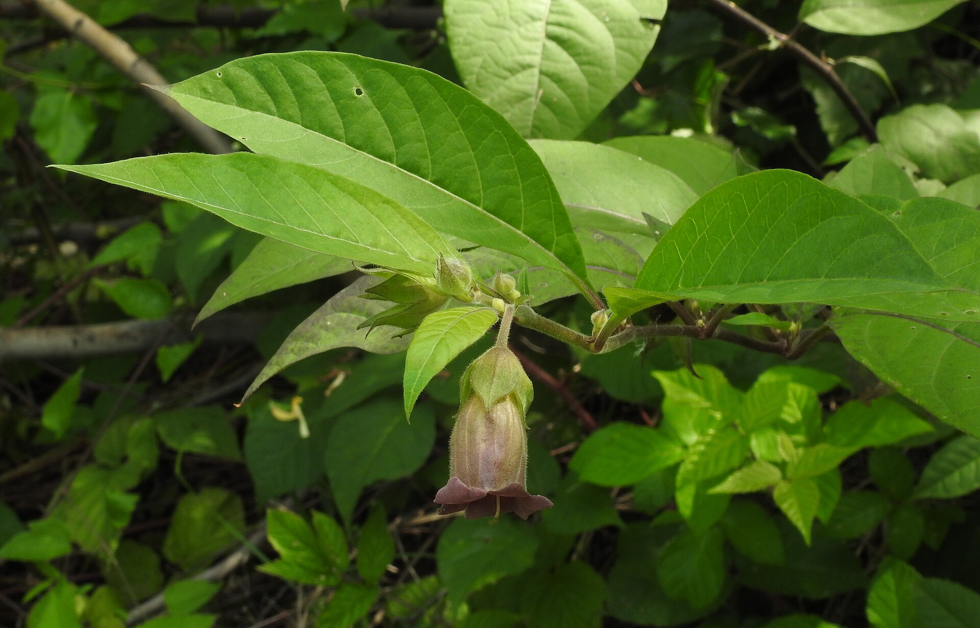 Pianta di belladonna con bacche nere
