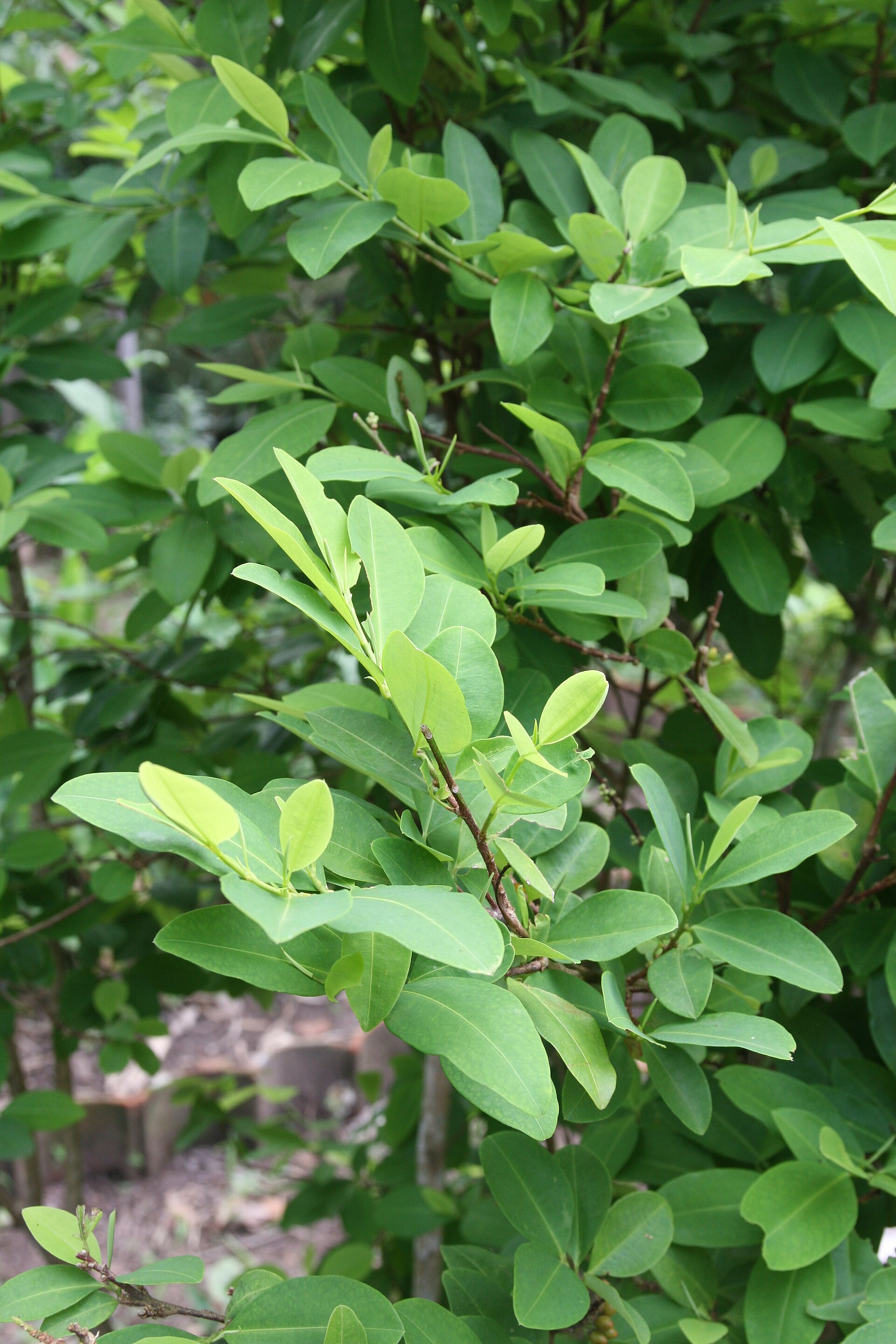 Pianta di coca